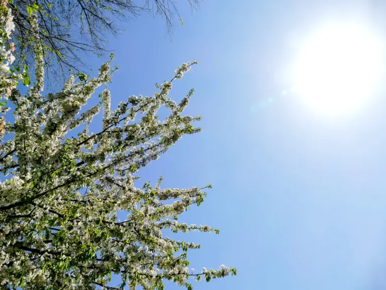 Foto blauer Himmel und Baum